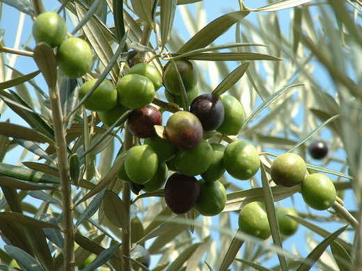 Moroccan city outlaws olive trees
