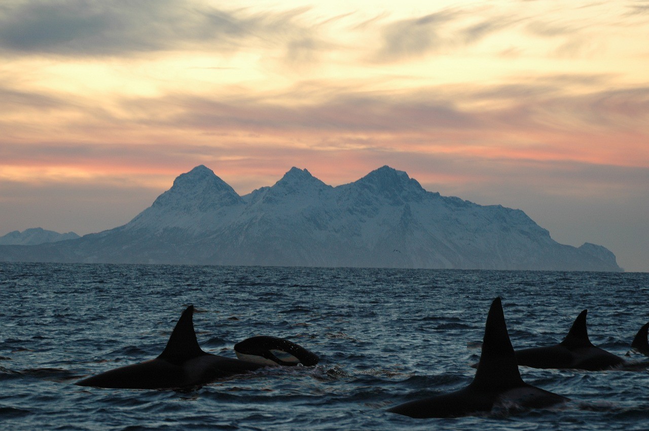 Orcas Attack Yacht Off Moroccan Coast