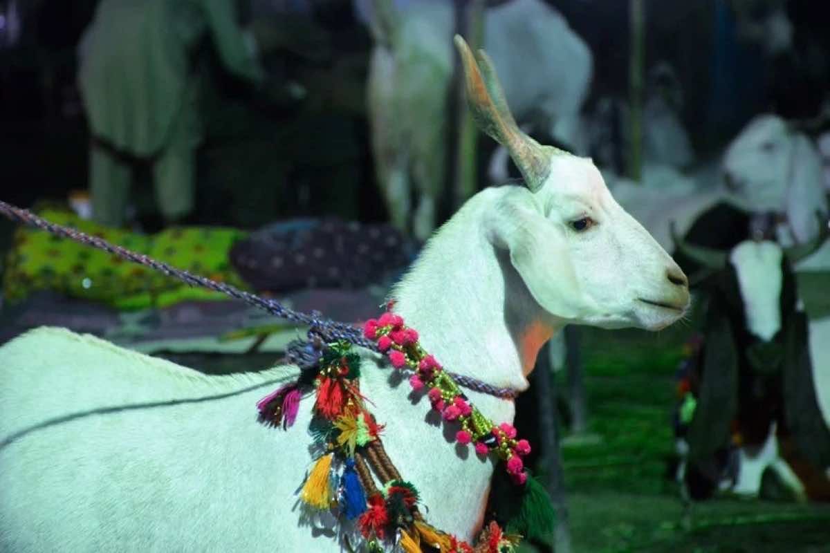 Pakistan To Celebrate Eid Al Adha 2022 on July 10
