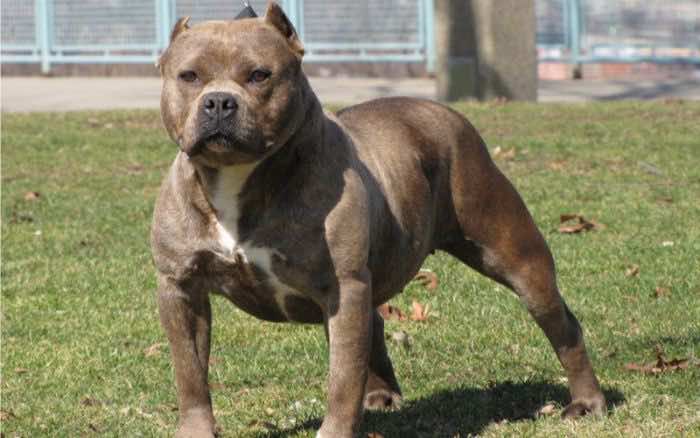 Moroccan Government Unveils Final List of Banned Dog Breeds