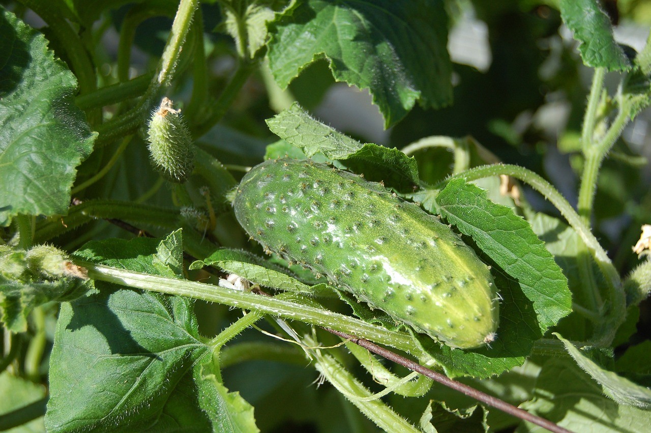 Profit From Morocco’s Cucumber Exports to Portugal Reaches $2.3 Million in 2022-2023 Season