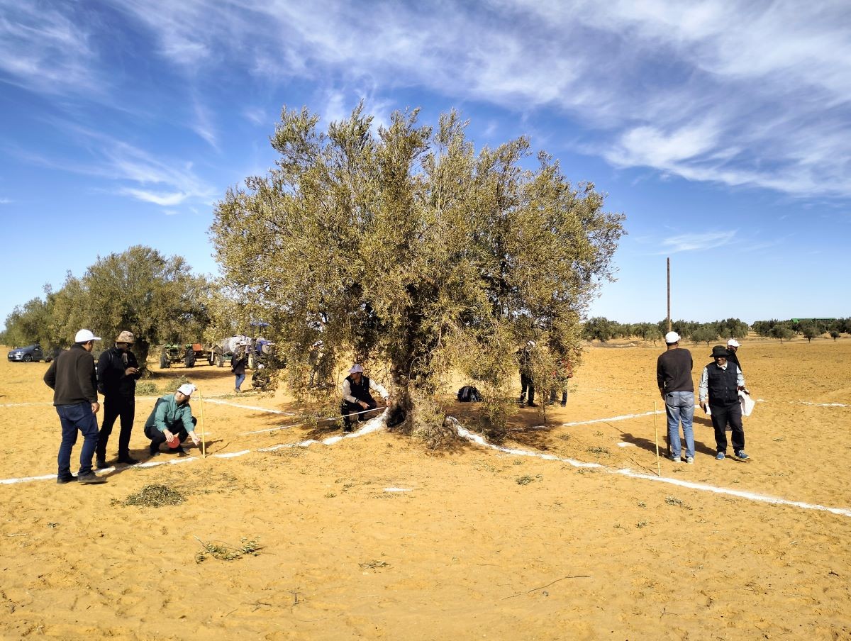 Scientist Team Studies Effect of Century-Old Olive Tree on Climate, Soil