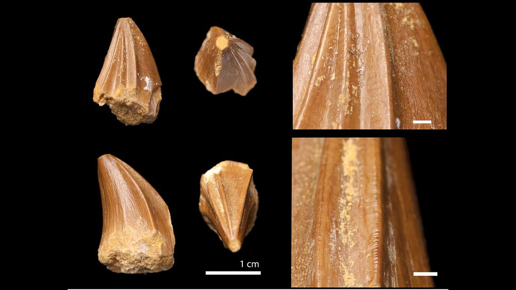 Scientists Discover Mosasaur Fossil with ‘Bizarre Screwdriver Teeth’ in Morocco