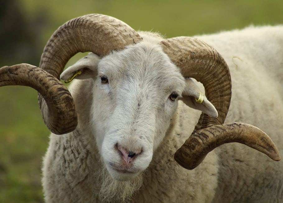 Sheep to Serve 3-Year Sentence in South Sudan for Killing Woman