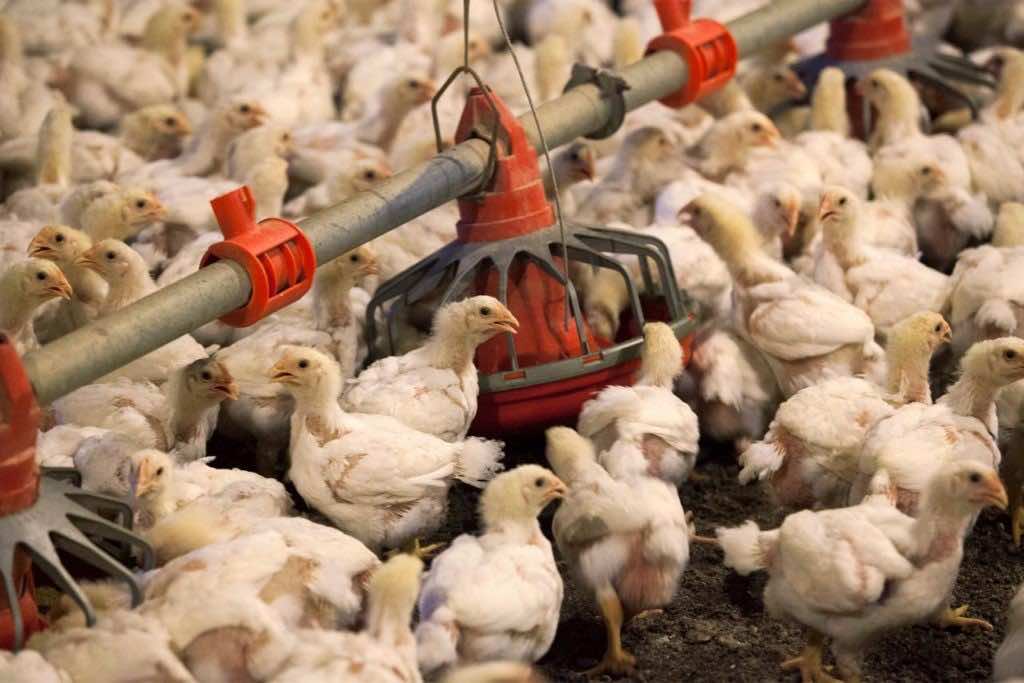 Spanish Poultry Breeders Protest Importation of Moroccan Poultry