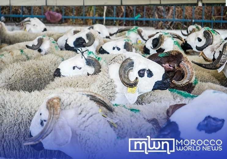 Spanish Sheep Arrive in Morocco Ahead of Eid Al-Adha Festivities