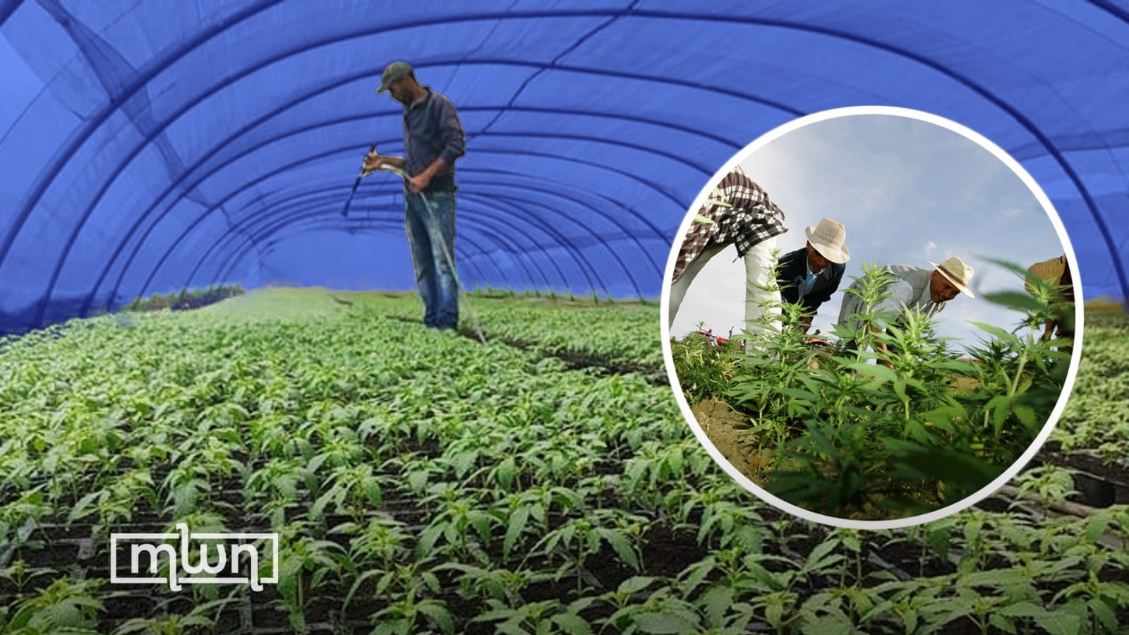 The Importance of Restorative Justice for Morocco’s Cannabis Farmers