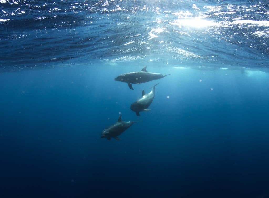 The UN Fails to Reach Global Agreement to Protect Oceans