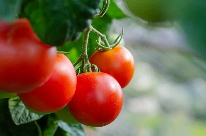 Tomato Shortage to Continue Amid Soaring Prices in Morocco