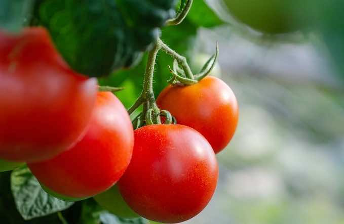 Morocco, Russia Explore Common Agriculture Assets to Boost Cooperation