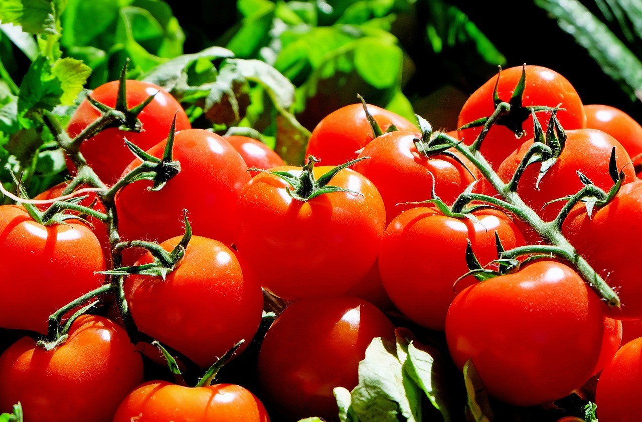 Virus Outbreak Threatens Morocco’s Thriving Tomato Industry