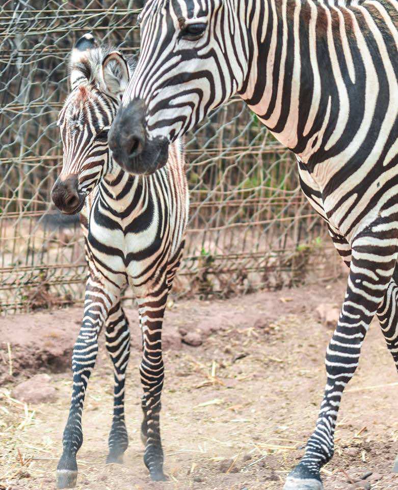 Rabat’s National Zoological Garden Welcomes Baby Zebra
