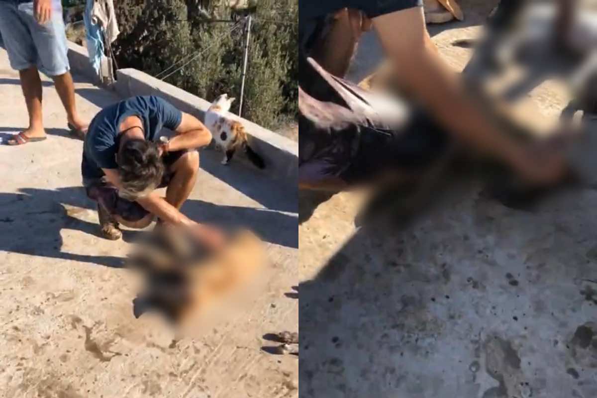 ‘We Are Broken’: 6 Dogs Killed in Attack on Morocco Animal Aid