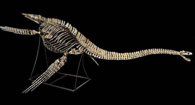 ‘Zarafasaura Ocenanis’ Back to Morocco, and Might be Exhibited