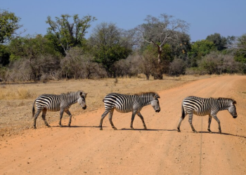 Here are 6 thrilling mountain hikes that can nicely complement your African safari itinerary.