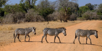 Here are 6 thrilling mountain hikes that can nicely complement your African safari itinerary.
