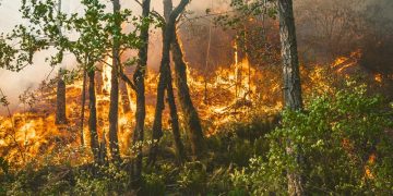 Authorities in Chefchaouen province remain on edge after days of battling a massive fire that destroyed large areas of forest in Dardara and Bab Taza.