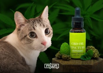 CBD Oil for Cats: Myths