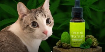 CBD Oil for Cats: Myths