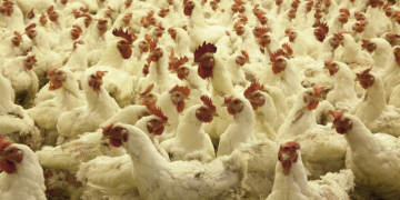 Chicken has long been a staple for Moroccan families