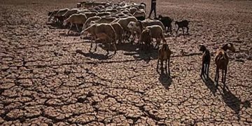 The Court of Accounts urges the government to effectively put in place the "Green Generation" plan and ensure better alignment with national climate objectives.