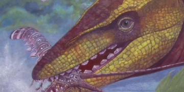 Discovery of an Ancient Marine Reptile with Unique Keel-shaped Teeth in Morocco     credits: Wouter Verhesen.