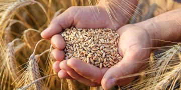 Morocco loses half its wheat harvest in devastating drought crisis.