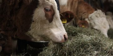 Livestock feed