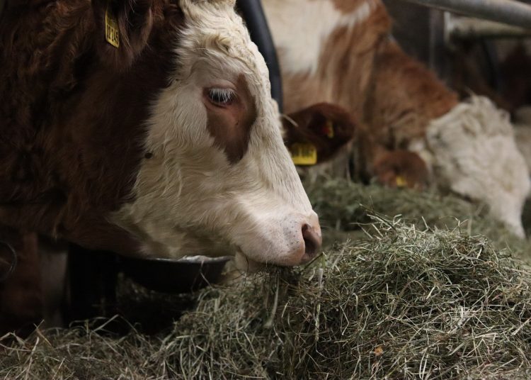 Livestock feed