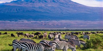 Kenya’s vast savannas host world-renowned wildlife safaris and migrations.