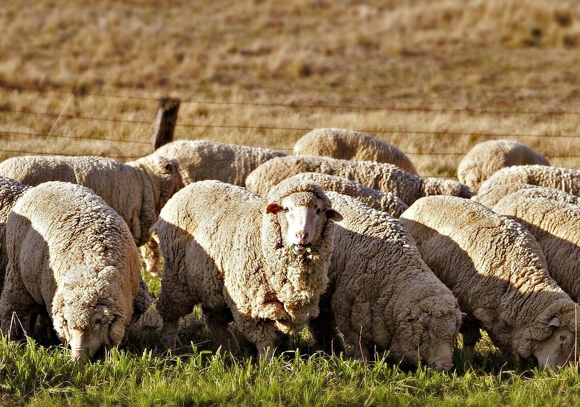 Morocco approves Argentine sheep and goat meat imports amid supply needs.