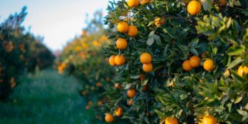 citrus.      credits: getty images.
