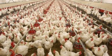 Poultry production sector ahead of Ramadan