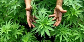 Morocco Advances Regulated Use of Therapeutic Cannabis