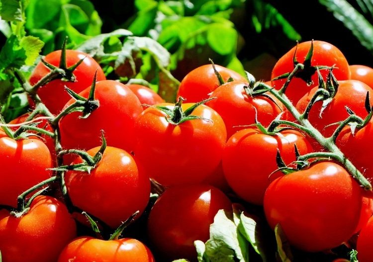 The report presents the medium term outlook for agricultural markets and income covering the period between 2024 and 2035.