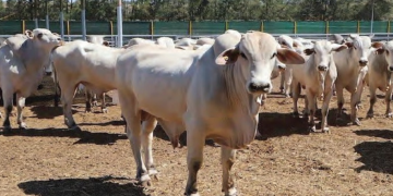 Morocco has imported cows destined for slaughter from Brazil to increase red meat supply in the market.