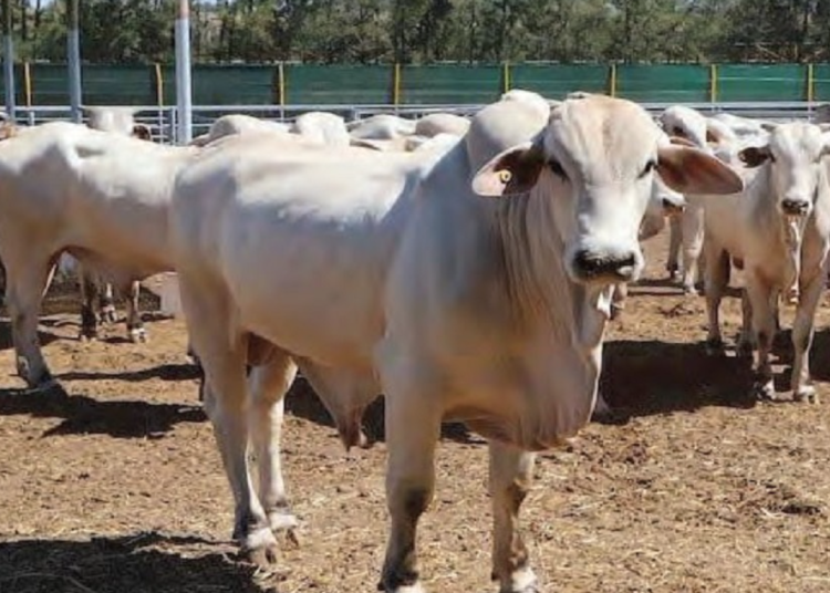Morocco has imported cows destined for slaughter from Brazil to increase red meat supply in the market.