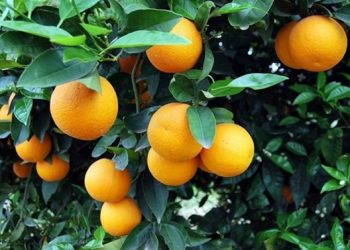WCO Forecast: Morocco’s Citrus Production to Rise by Nearly 12% in 2024