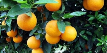 WCO Forecast: Morocco’s Citrus Production to Rise by Nearly 12% in 2024