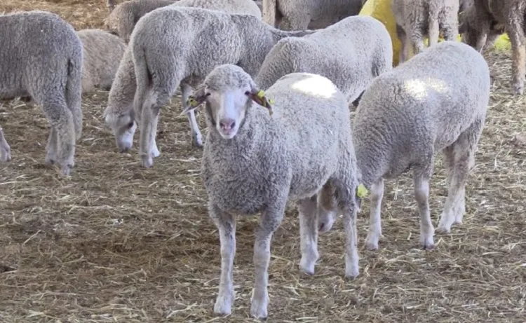Morocco Imposes Ban on Slaughter of Female Sheep and Goats Until March 2026