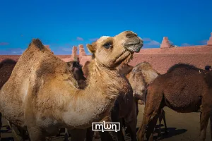 Guelmim Oued Noun