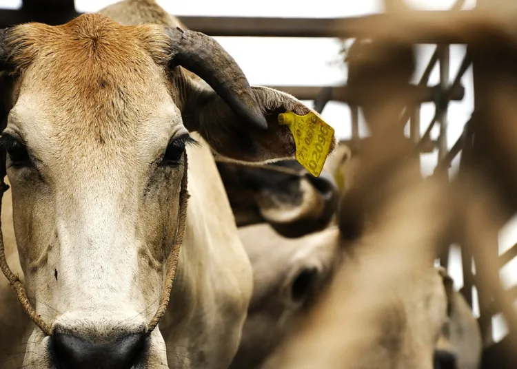 Paraguay Plans First Cattle Export to Morocco