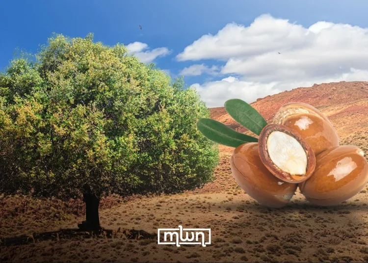 In the foothills of the Pyrenees, a group of French winemakers face a dilemma that has become all too familiar in Morocco: relentless drought.