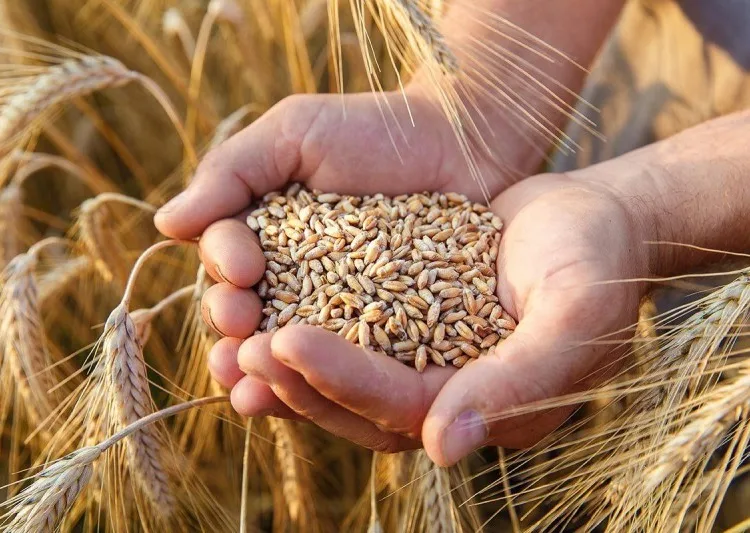 Morocco To Extend Wheat Import Subsidies Throughout 2025 Amid Drought