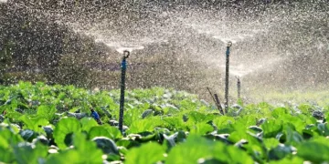 Recently, many Moroccan provinces witnessed significant rainfall, contributing to filling the country’s dams and benefiting the agricultural season.