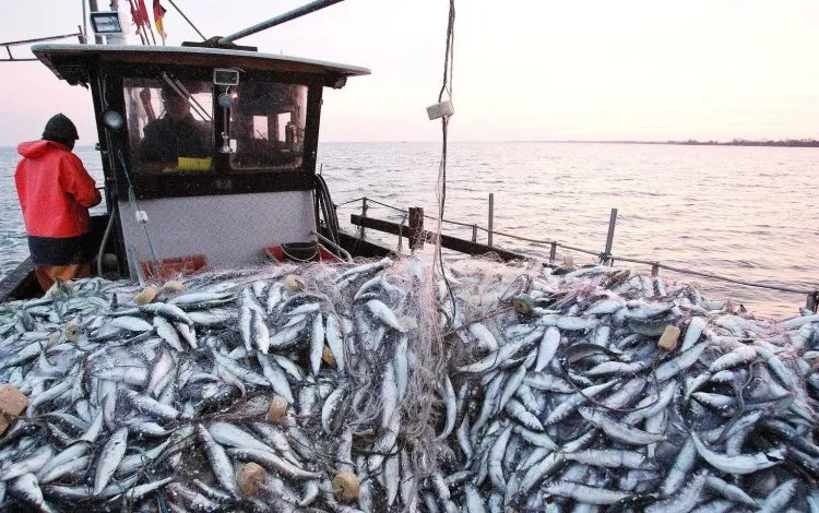 morocco fisheries