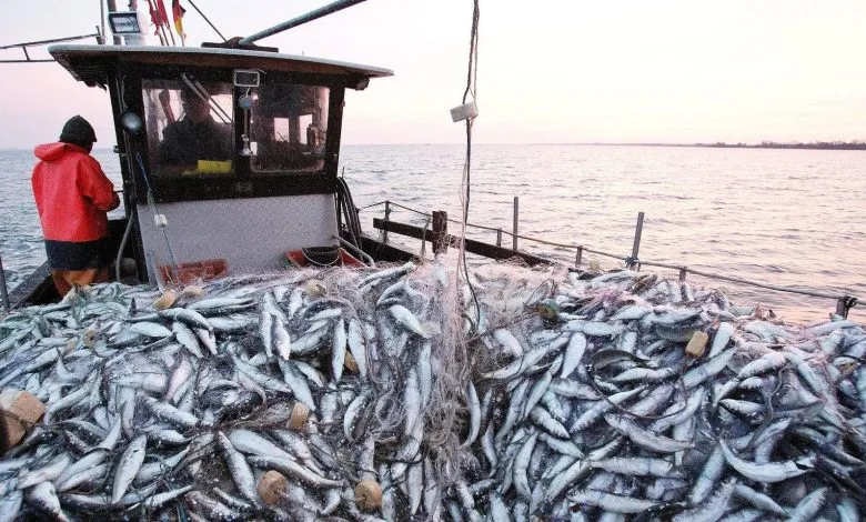 Morocco’s Coastal, Artisanal Fisheries See Decline in 2025