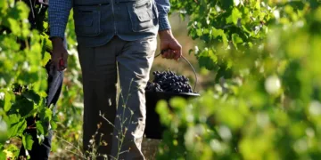 A French investigative report by StreetPress has exposed widespread exploitation of Moroccan agricultural workers in Lot-et-Garonne, southwestern France.