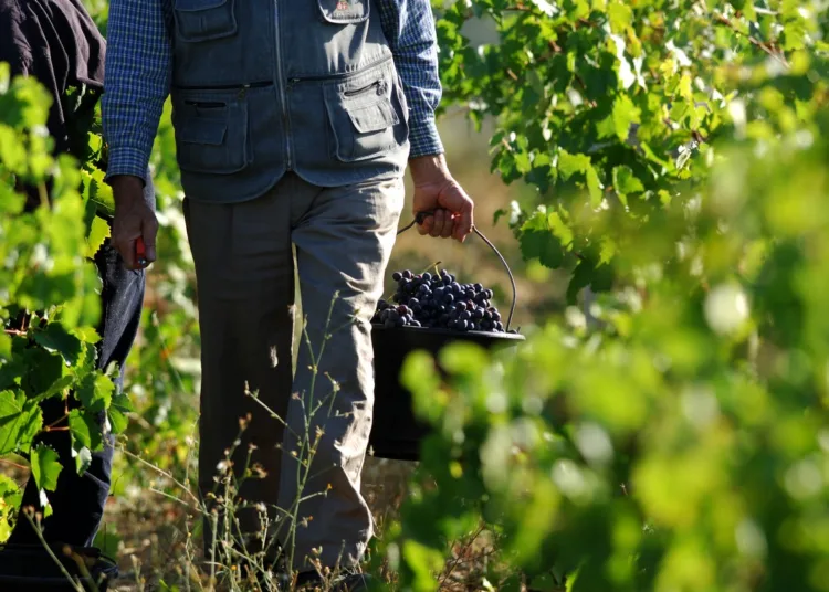 A French investigative report by StreetPress has exposed widespread exploitation of Moroccan agricultural workers in Lot-et-Garonne, southwestern France.