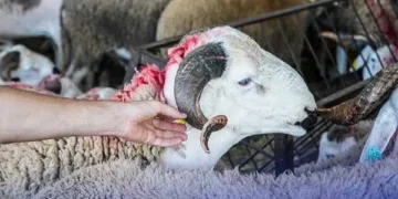 Livestock Import, PPS Calls for Commission to Investigate Import Subsidy Controversy